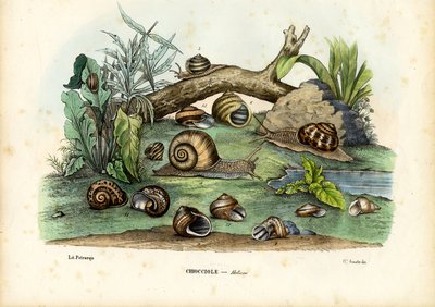 Snails, 1863-79 by Raimundo Petraroja